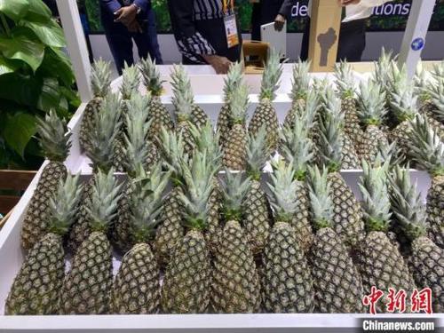 中国侨网11月9日，第六届进博会展厅里来自贝宁的甜面包菠萝。王梦瑶 摄