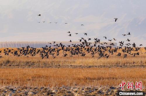 中国侨网翩翩起舞的候鸟在湿地觅食、栖息越冬。张文庭 摄