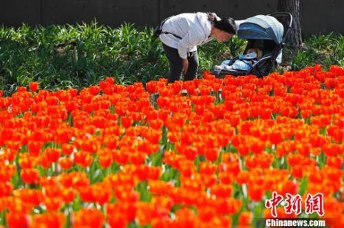 中国侨网近日，上海气温回升，市民带着孩子在静安雕塑公园享受春意。　殷立勤 摄