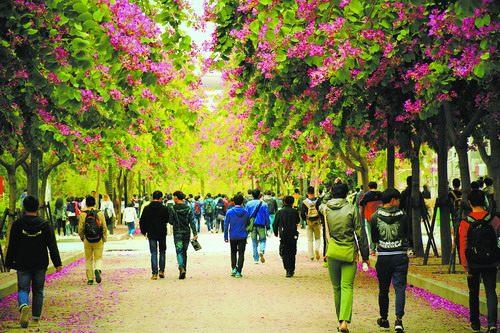 中国侨网这条紫荆路有许多华大人共同的记忆。(供图/华侨大学学生艺术团摄影队)