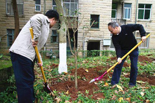 中国侨网曾路、许思政等一起栽植桂花树