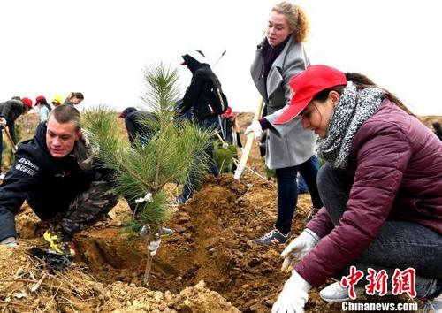 中国侨网20多名留学生参与到威海南海新区的植树活动中。　王晓根　摄