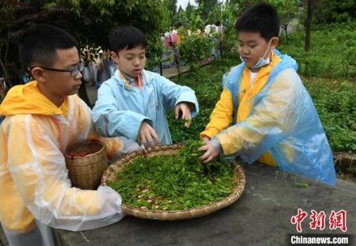中国侨网图为两岸青少年重庆感受中国茶文化。周毅 摄