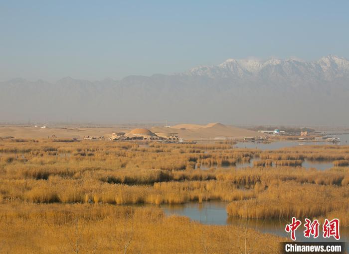 中国侨网11月30日,位于宁夏石嘴山市境内的沙湖旅游景区,万亩芦苇随风摇曳,与远山、沙漠、湖水交相辉映,构成了一幅冬日美景。中新网记者 于晶 摄