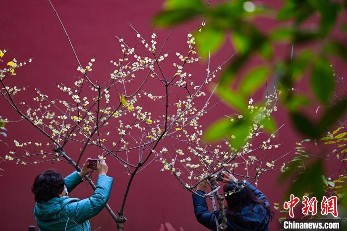 中国侨网1月6日，江苏南京，游客拍摄绽放的蜡梅。近日，世界文化遗产南京明孝陵景区内生长的蜡梅相继开放，清香四溢。