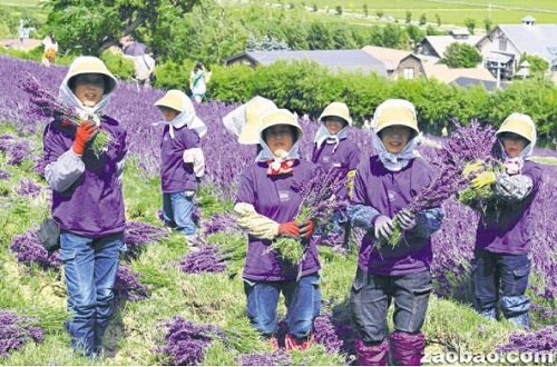 烈日当空,再猛烈的北海道太阳也遮挡不了富田农场薰衣草收割队伍的大姐们脸上敬业乐业、满足和美丽的笑容。(新加坡《联合早报》/梁丽庭