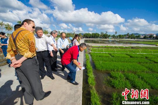华文媒体参访国家杂交水稻工程技术研究中心暨湖南杂交水稻研究中心三亚杂交水稻育种及南繁试验基地。 骆云飞 摄