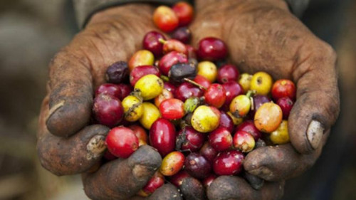 哥伦比亚二手咖啡的终结者-中国侨网