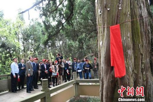 中国侨网海外华文媒体代表在广元市剑阁县翠云廊采风。 张浪 摄