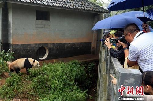中国侨网9月17日，代表们举起相机和手机拍摄大熊猫。当日，来自加拿大、美国、澳大利亚等国家和地区的23名海外华文媒体代表探访中国大熊猫保护研究中心雅安碧峰峡基地。王磊 摄