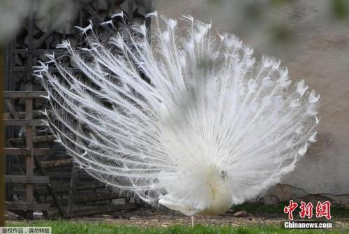 中国侨网资料图：一只白孔雀开屏，美丽动人。