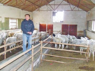 河南男子回国创业投40万养羊 丢30只悬赏万元寻找