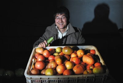 中国侨网2015年新年前夕，王冕的有机农场西红柿大丰收。两年前，这位80后海归在京郊创办了有机农场。（《新京报》/尹亚飞 摄）