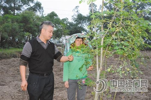 中国侨网梁国泮(左)与农户一起查看辣木生长情况。(《江门日报》)
