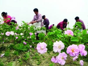 中国侨网工人在花田里采摘玫瑰。(《现代快报》/薛晟 摄)