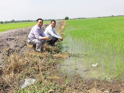 马镇顺（左一）在泰国查看水稻生长情况。（《羊城晚报》）