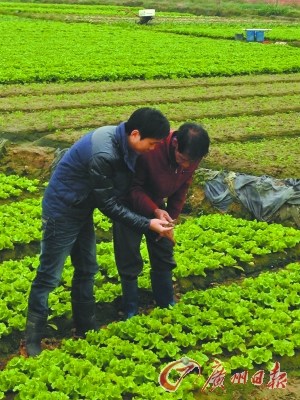 陈坚胜(左)学的是工商管理，但现在他已是半个“农业专家”了。