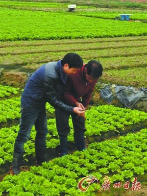 陈坚胜(左)学的是工商管理,但现在他已是半个“农业专家”了。