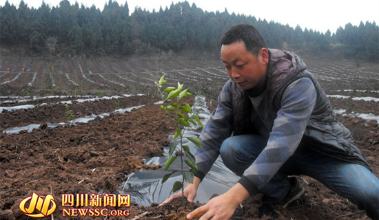 文含君正在地里栽培果树苗