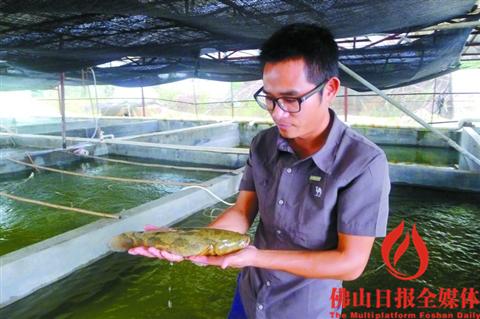 佛山市新荣水产有限公司“农二代”傅伟东手里捧着笋壳鱼。(图片来源:《佛山日报》)