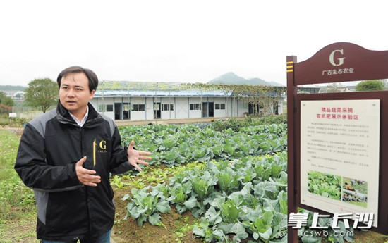 王洪健从日本留学归国,选择了在父亲的老家金井开始推广自己的新种田术。长沙晚报记者