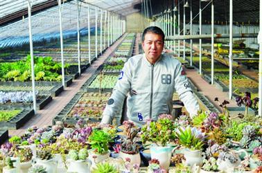 中国侨网刘晓驰和他心爱的多肉植物。　本报记者/陶阳 摄