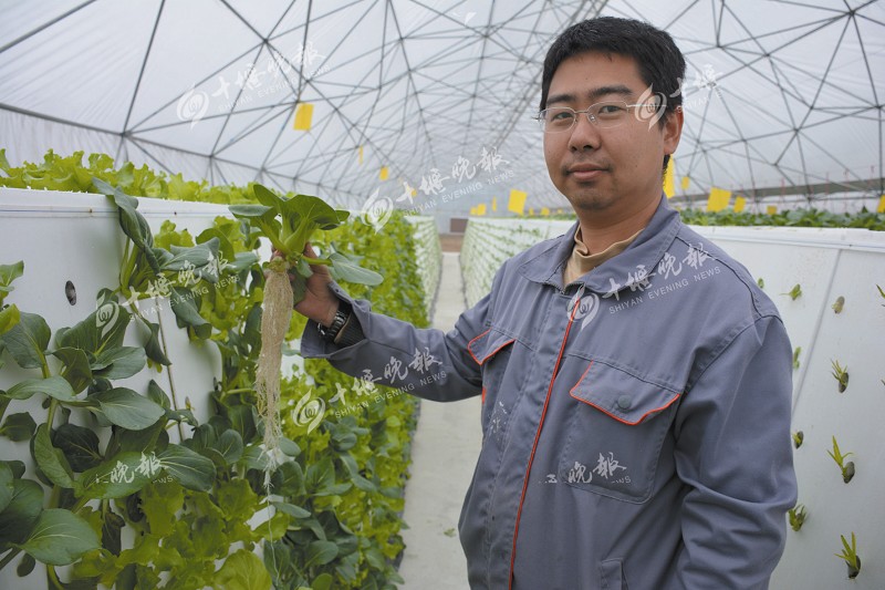 中国侨网郭雨明展示无土气雾栽培的蔬菜。