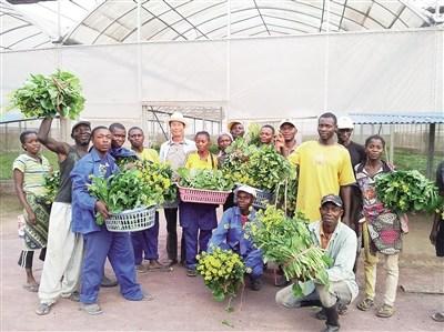 中国侨网非洲农民在海南专家指导下种植蔬菜，获得丰收。（热科院供图）