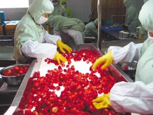 中国侨网装盒前筛选树莓。