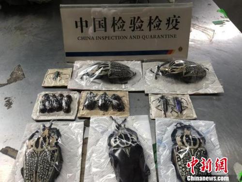 中国侨网此次被查获的19只昆虫标本。　浙江出入境检验检疫局供图　摄