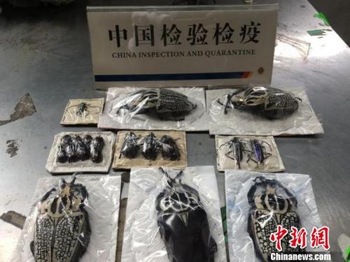 中国侨网此次被查获的19只昆虫标本。 浙江出入境检验检疫局供图 摄