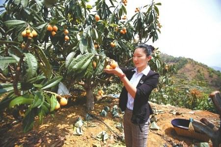 中国侨网李从茜忙着采摘枇杷。