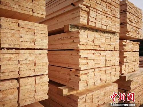中国侨网图为首批运贸一体化模式运输的俄罗斯进口木材。 钟欣 摄