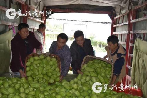 中国侨网李裕荣(右二)在好花红镇弄苑村帮助村民收购佛手瓜