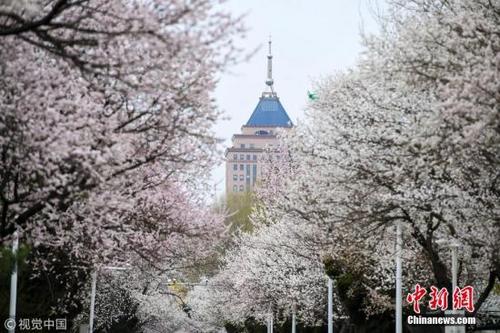 中国侨网资料图 位于长春的吉林大学南岭校区  图片来源：视觉中国