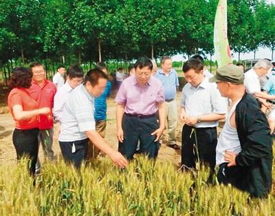 中国侨网图为中国工程院院士和专家实地观摩杂交小麦长势。