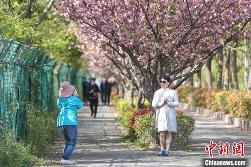 中国侨网上海首条“落樱不扫”道路吸引民众前来“打卡”。　张亨伟　摄