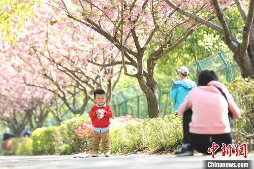 中国侨网上海首条“落樱不扫”道路吸引民众前来“打卡”。　张亨伟 摄