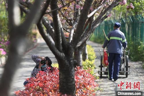 中国侨网上海试点道路“落樱不扫”。　张亨伟 摄