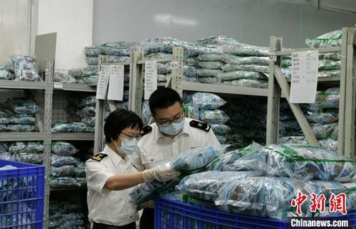 中国侨网佛山海关驻禅城办事处关员对出口中药材实施检验监管  关悦 摄