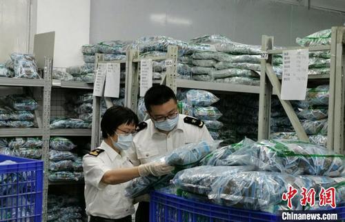 中国侨网佛山海关驻禅城办事处关员对出口中药材实施检验监管 关悦 摄