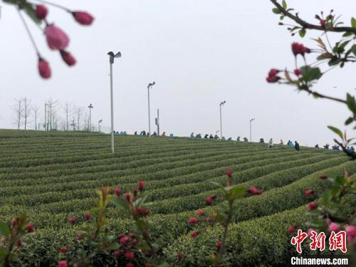 中国侨网嵊州茶叶基地。　项菁　摄