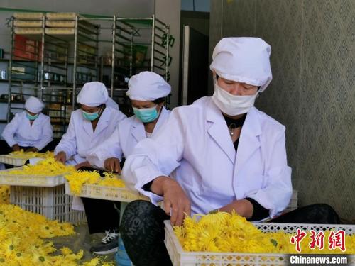 中国侨网霭里村发展菊花种植产业，增加村集体经济，带动村民致富。　张强　摄