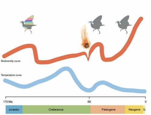 中国侨网鸟类生物多样性演化和气候及白垩纪末大灭绝事件的关系示意图（任名卉/绘）。研究团队 供图
