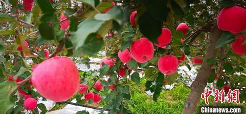 中国侨网10月中旬,甘肃平凉市静宁县苹果进入采摘季,图为静宁一果园种植的苹果。 魏建军 摄