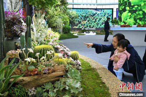 中国侨网2021中国·合肥苗木花卉交易大会观众驻足赏景。　韩苏原　摄