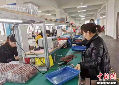 中国侨网工人正在生产线做吉他。 东安县委宣传部供图