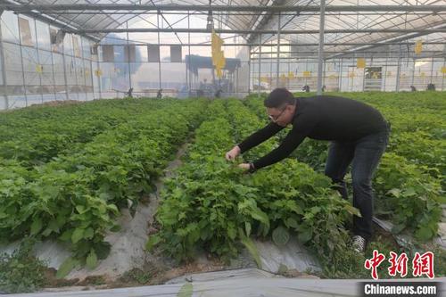 中国侨网戴礼兵展示特色紫苏。 吴冠标 摄