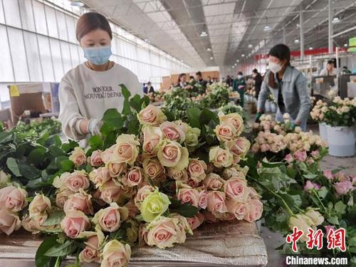 中国侨网图为4月底，兰州新区现代农业示范园花卉产业基地，忙碌的鲜切花生产流水线。　冯志军　摄
