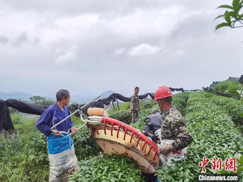 中国侨网图为陈启勇指导村民用机械采收制作抹茶的茶青。 周燕玲 摄